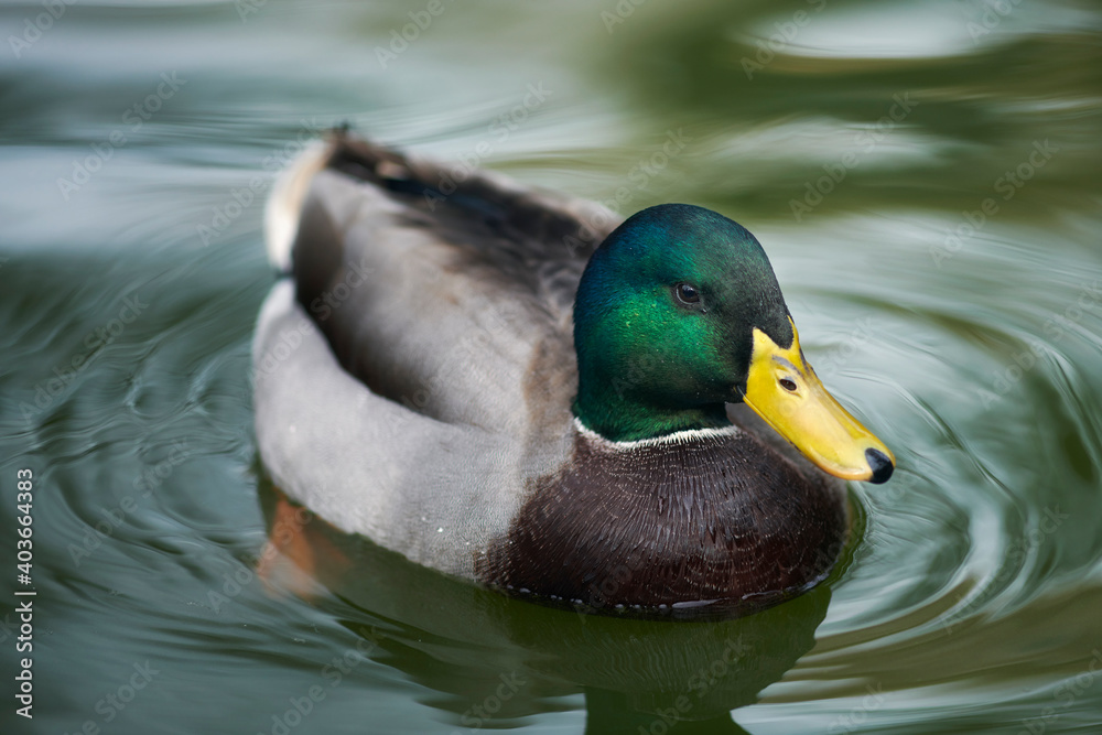Fototapeta premium Photograph of a duck in María Louisa Park, Seville, Spain