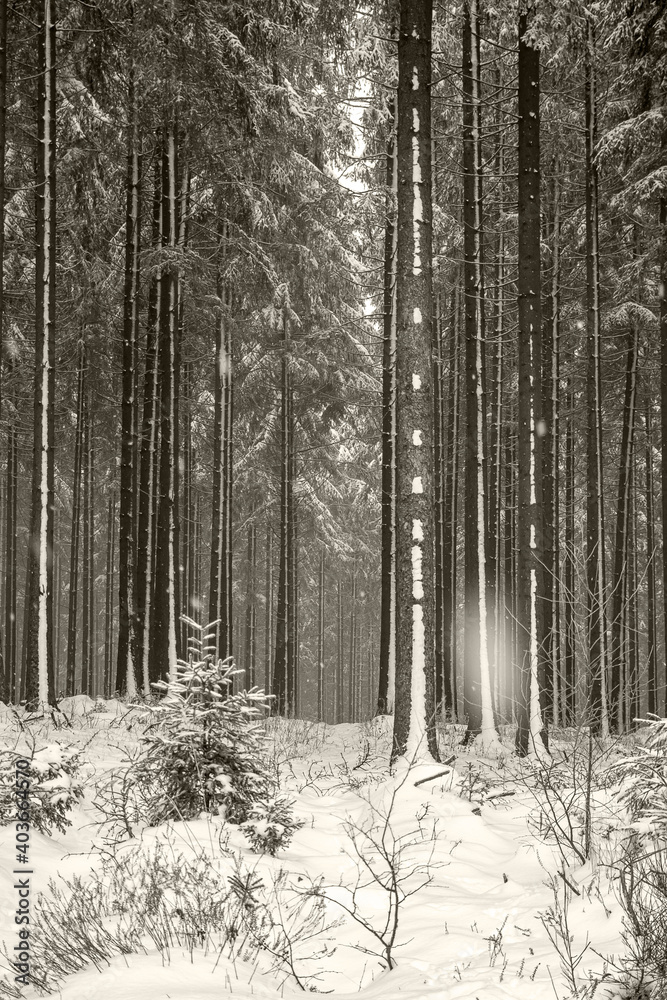Fototapeta premium Tannen im verschneiten Winterwald
