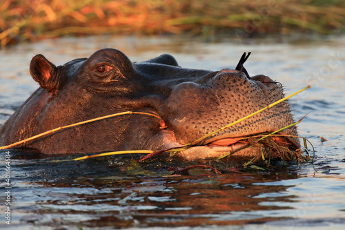 The common hippopotamus (Hippopotamus amphibius), or hippo eat aquatic plants