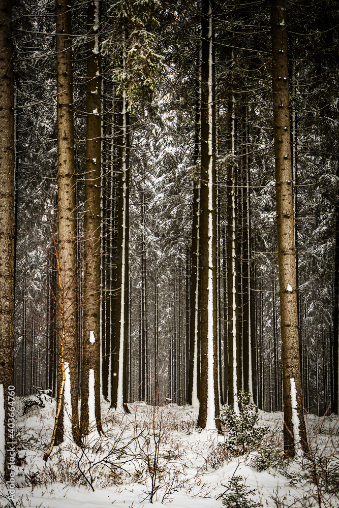 Fototapeta premium Tannen im verschneiten Winterwald