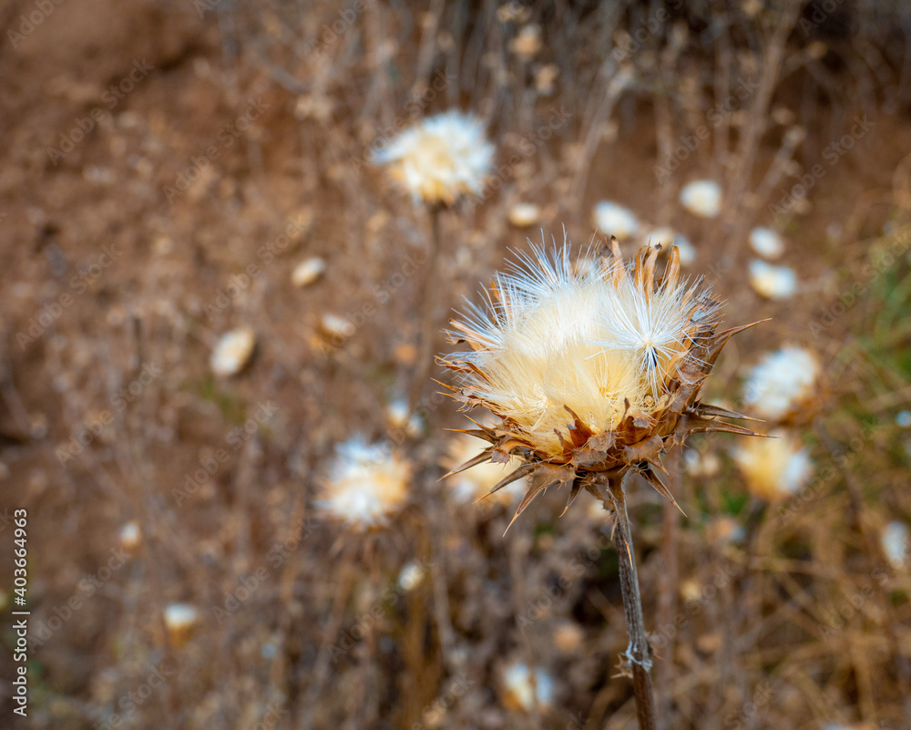 View of dandelion flowers on the mountain