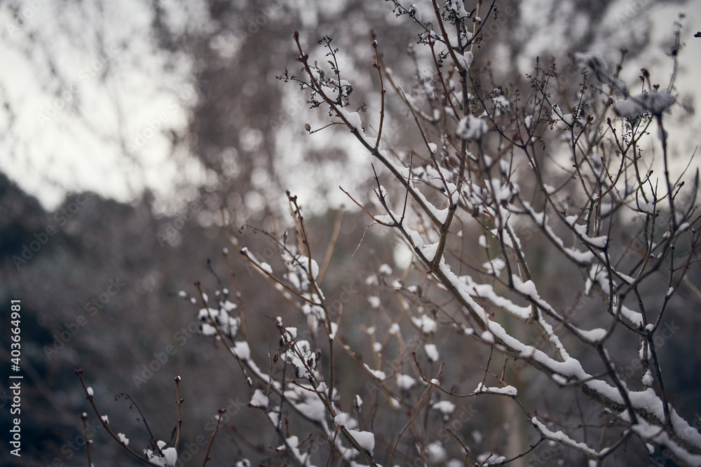 Photograph of snowflakes on the branches of a tree. Photograph of snowflakes on the branches of a tree.