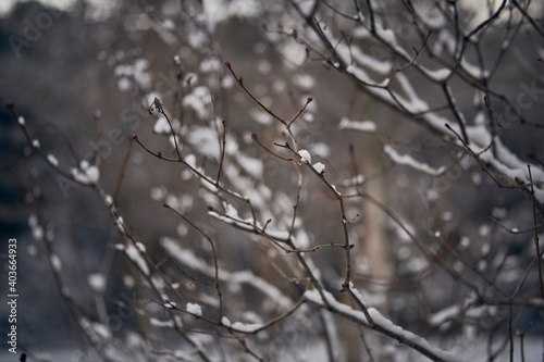 Photograph of snowflakes on the branches of a tree. © jcserrano