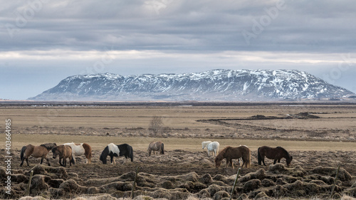 Slika na platnu chevaux islandais