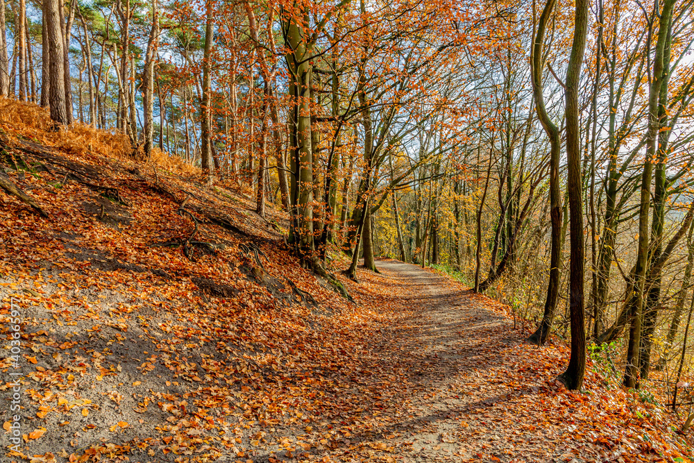 Obraz premium Autumn trees, some with brown leaves, some with green foliage and some bare on a hill, a dirt road covered with brown leaves, sunny and cold December morning in Sweikhuizen, South Limburg, Netherlands