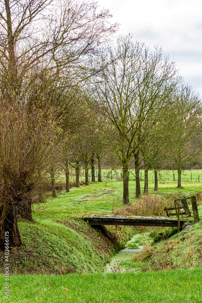 Old wooden bridge over a small stream with algae bloom in the water between bare trees and agricultural fences in the Dutch countryside, cloudy winter day in Sweikhuizen, South Limburg, Holland