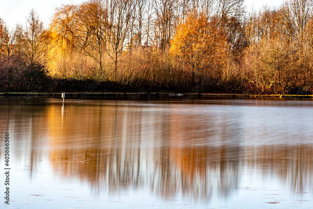 Fototapeta premium Lake with reflection in water surrounded by wild plants and autumnal trees with sunlight on them, sunny December day in Sweikhuizen, South Limburg, Netherlands. Long exposure photography