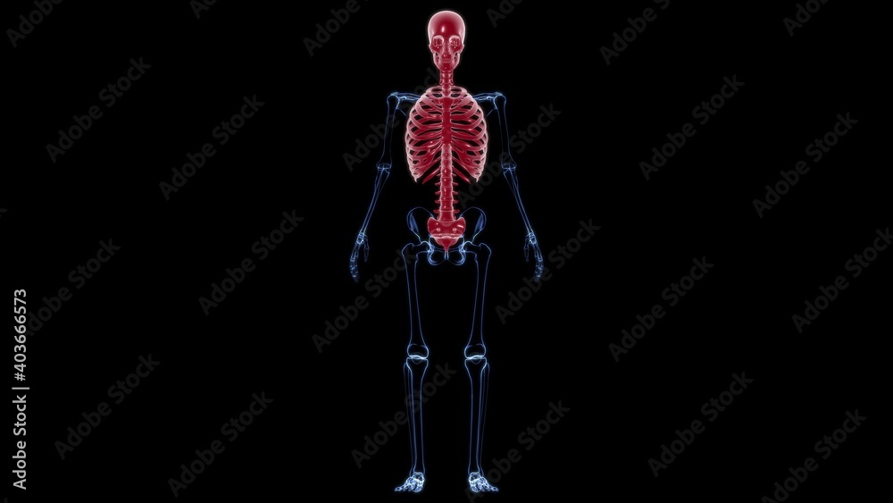 Human Skeleton Axial Skeleton Anatomy 3D Human Skeleton Axial Skeleton Anatomy 3D