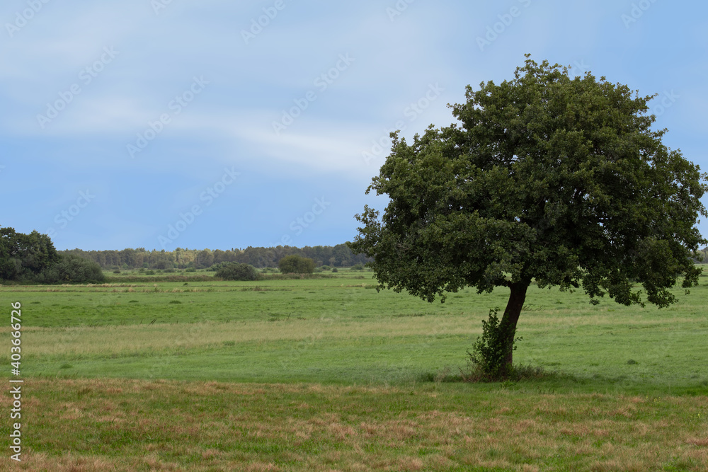 Beautiful rural landscape with green field or meadow and crooked tree under vivid blue sky
