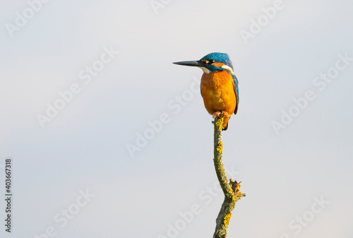 Beautiful kingfisher on the branch
