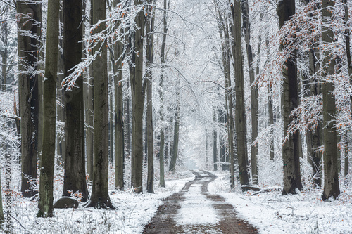 Beautiful winter day in the forest © Piotr Krzeslak