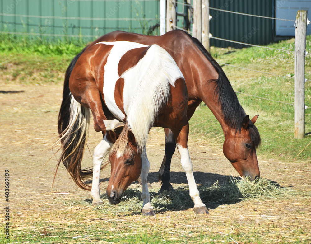 Fototapeta premium Two Horses Eating Hay