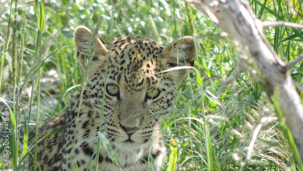 leopard in the grass leopard in the grass