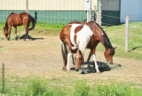 Three Horses Eating Hay