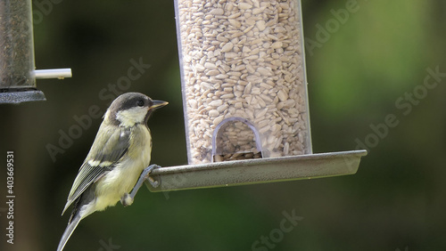 Great Tit feeding from a bird table in UK