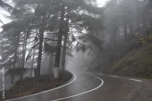 A foggy day in Chrea National Park, Blida, Algeria photo