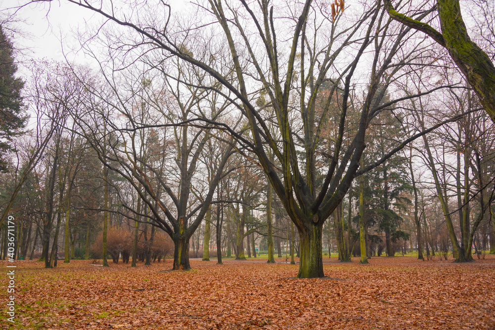 Fototapeta premium Park Zachodni we Wrocławiu.