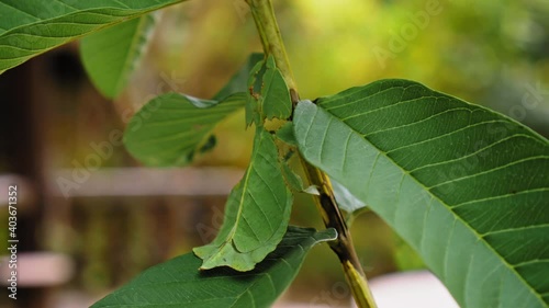 green Phylliidae sticking under a leaf and well camouflaged and themes towards the stem on a tropical forest photo