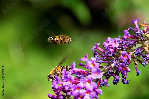 A close up portrait of two bees. One is sitting on the purple flowers of a branch of a butterfly bush and the other one is hovering above it, looking for a place to land and start collecting nectar. © Joeri