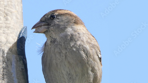 House Sparrow feeding from bird table with blue background copy text