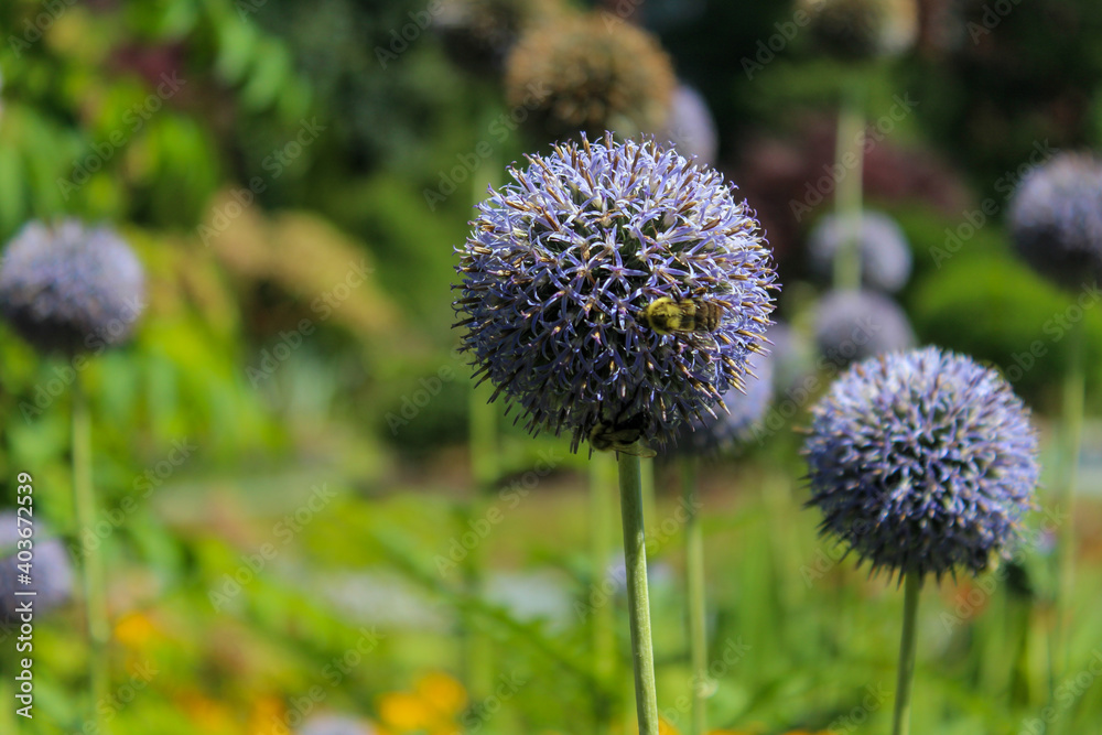 Bee on a flower Bee on a flower