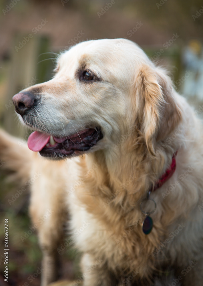 Female Golden Retriever On A Walk In The Oxfordshire Countryside