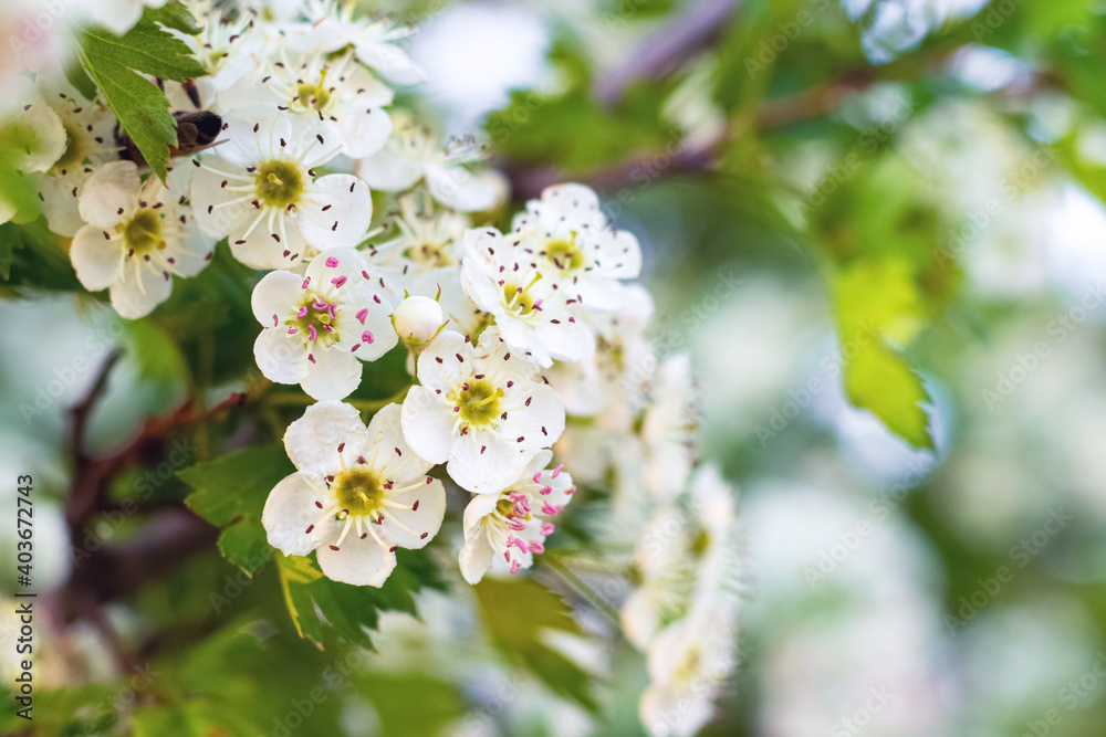 Hawthorn blossoms. White hawthorn flowers on a blurred background Hawthorn blossoms. White hawthorn flowers on a blurred background