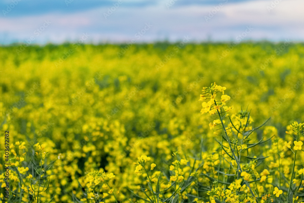 Spring view with yellow rapeseed flowers in the field Spring view with yellow rapeseed flowers in the field