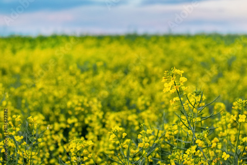 Spring view with yellow rapeseed flowers in the field © Volodymyr
