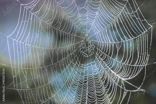 Luxurious large spider web with dewdrops on a dark background