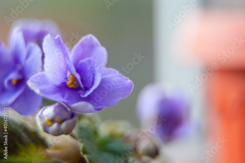 Beautiful Purple Violet Flowers Close-up