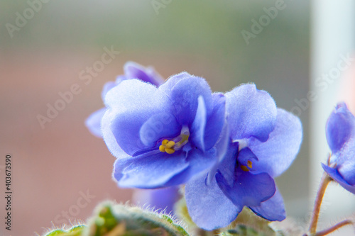 Houseplants, violet flower. Delicate flower close-up.