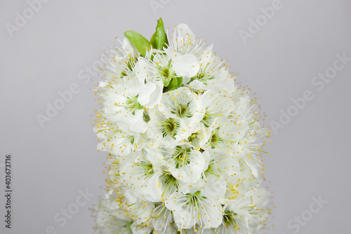 Plum flowers close-up.