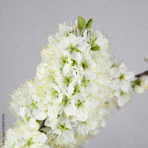 Plum flowers close-up.