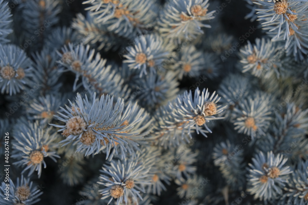 close up of pine needles close up of pine needles