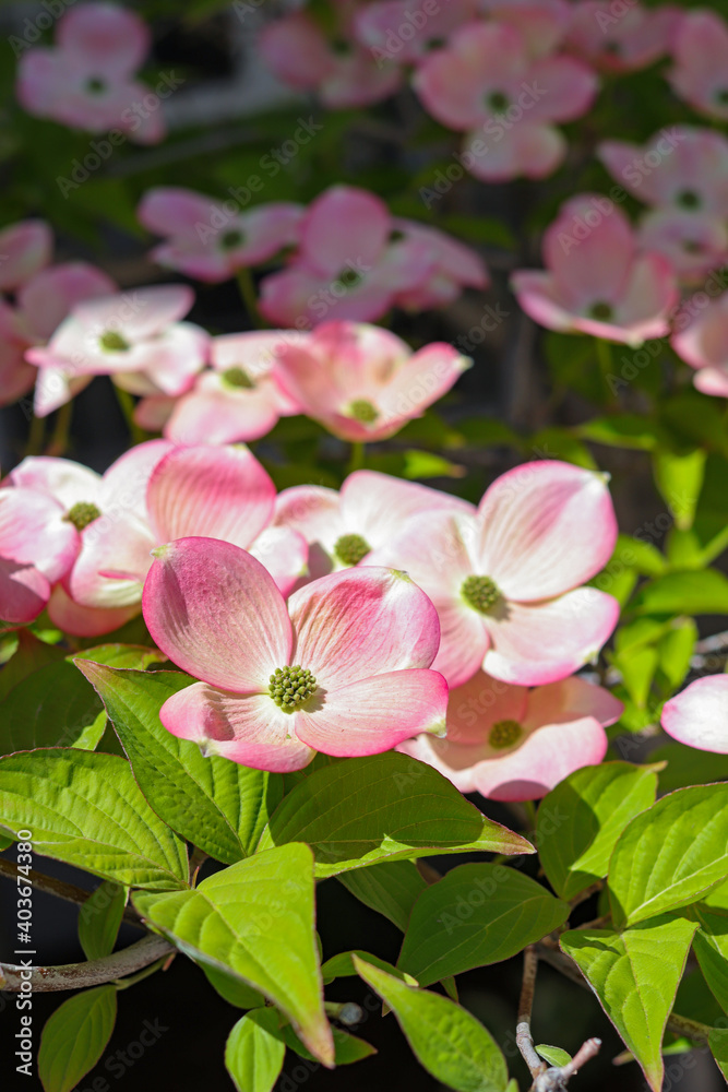 Fototapeta premium Pink dogwood tree blossoms in bloom