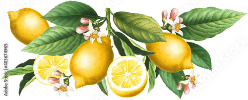 Yellow citrus seamless border arrangement with lemon fruits, blossoms and green leaves