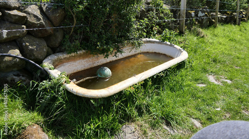 Old bath as a Sheep and coiw water trough in a field on farm in Ireland photo