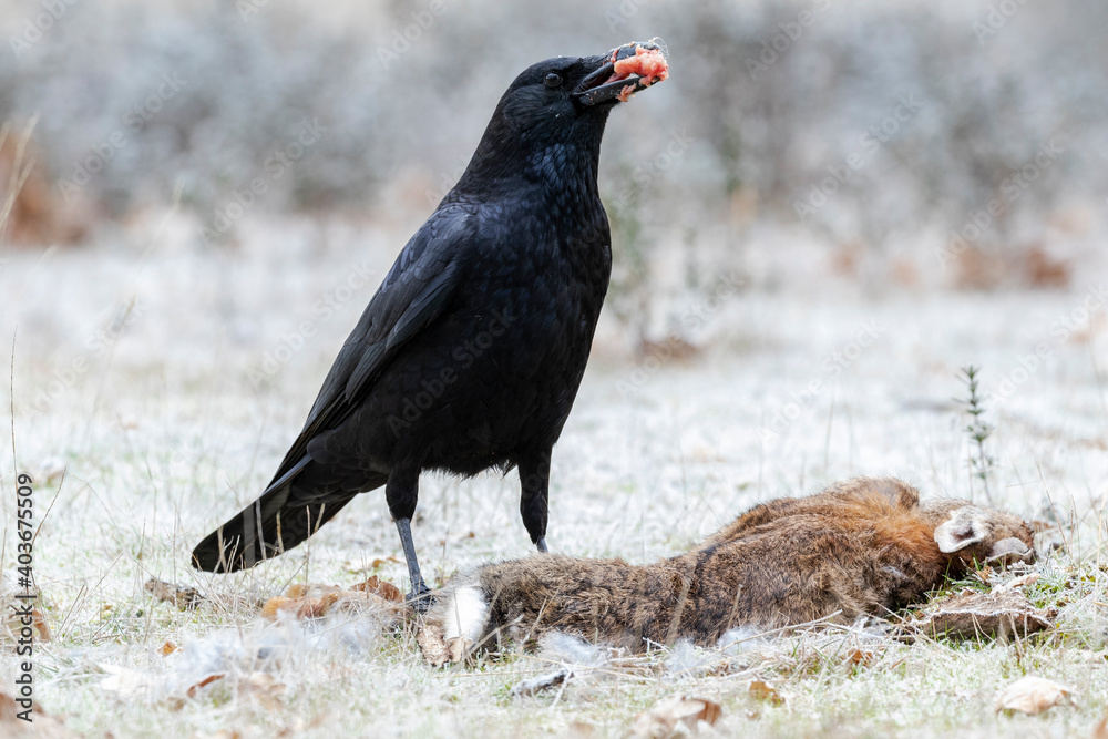 Obraz premium Carrion crow (Corvus corone) feeding on the ground from a dead rabbit.