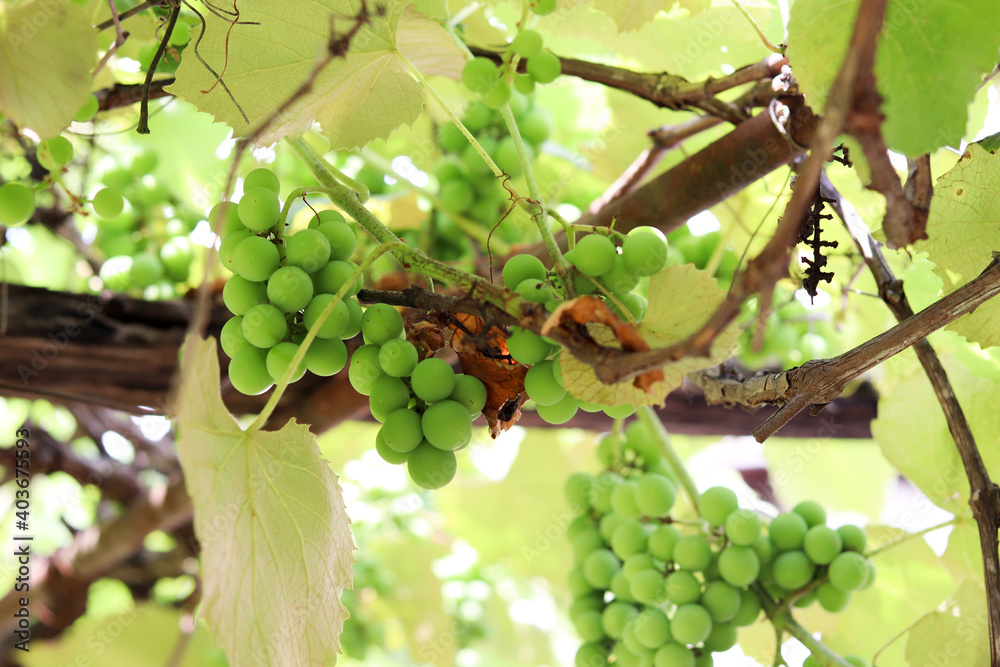 A beautiful vine with grapes at the beginning of growth. A beautiful vine with grapes at the beginning of growth.