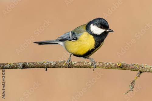 Great tit, (Parus major), single bird on the branch on an unfocused ocher background, Spain