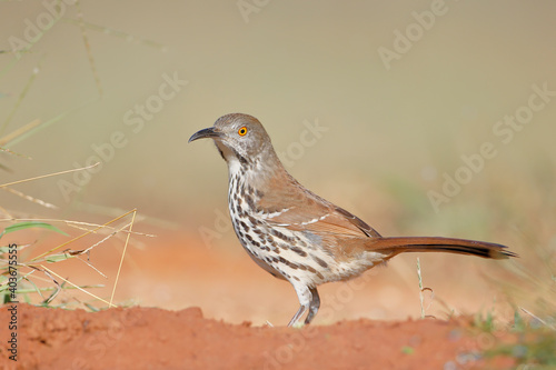 Long-billed thrasher (Toxostoma longirostre) perched, South Texas, USA