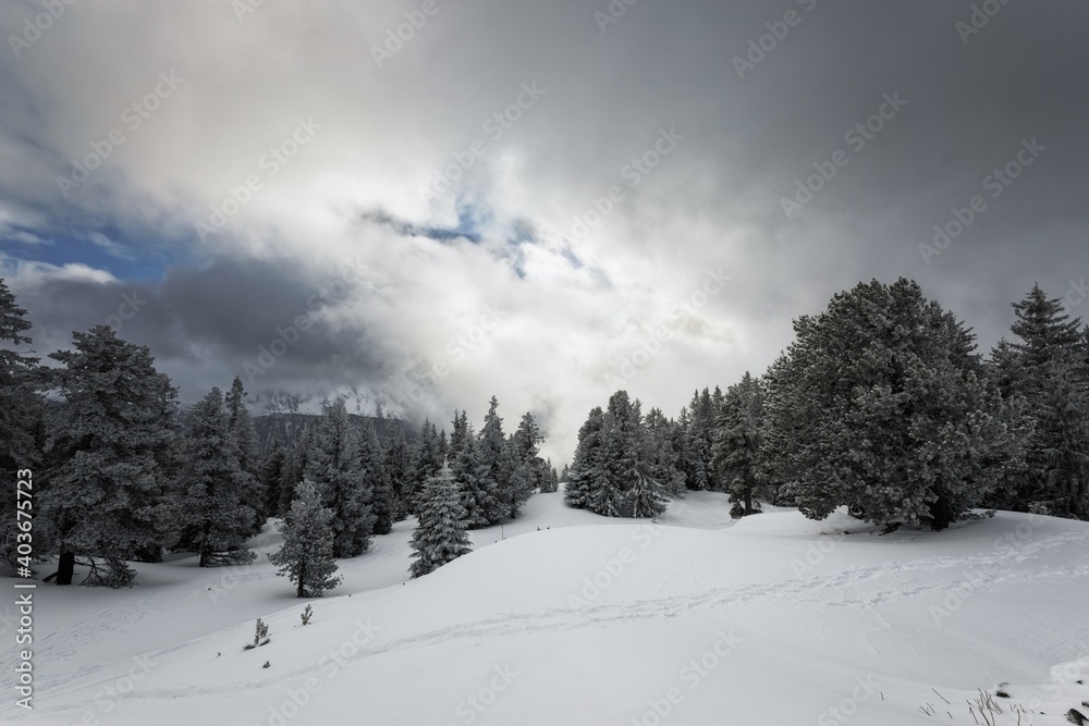 Fototapeta premium Foggy forest with white snow covered slopes