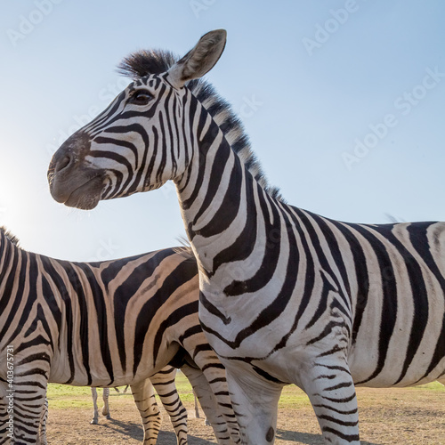 mountain zebra herd