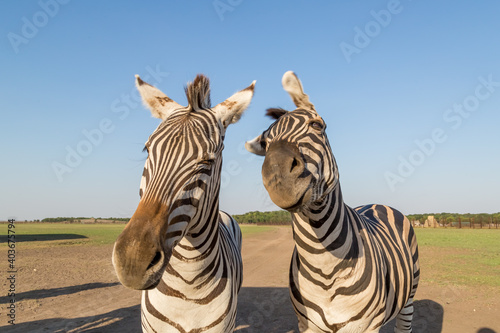 mountain zebra herd, funny zebras