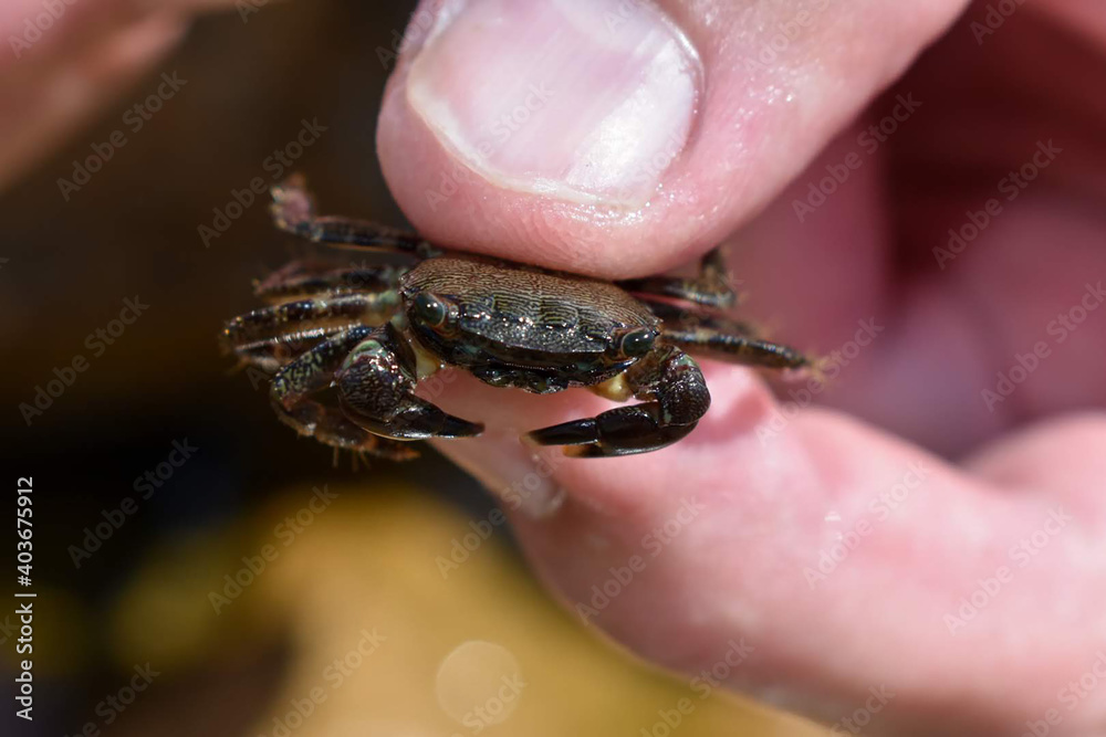 crab in hand. краб в руке