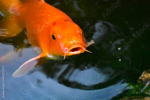 goldfish. золотая рыбка 