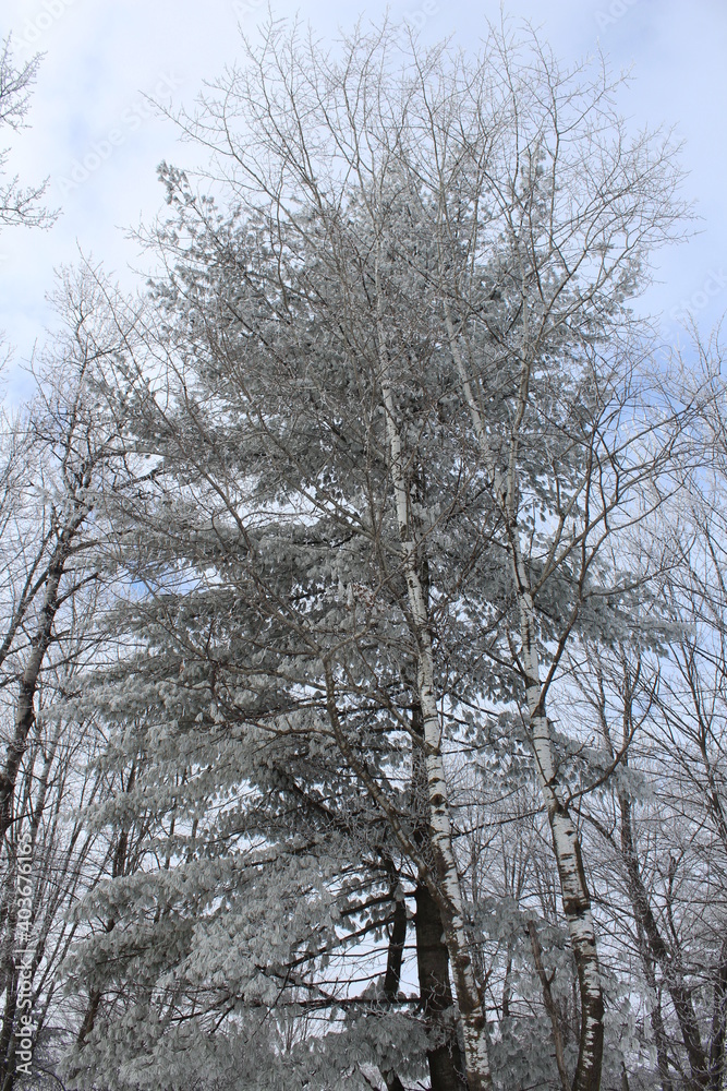 trees in winter trees in winter