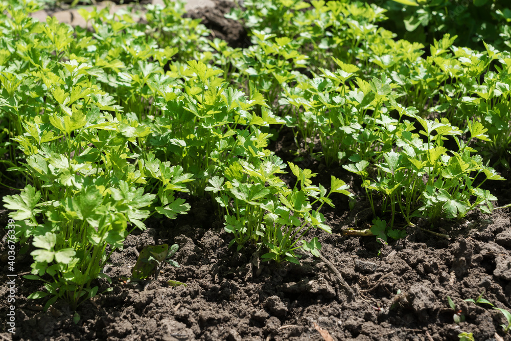 rows of parsley sprouts growing in soil in summer garden. Healthy organic herbs, agricultural concept rows of parsley sprouts growing in soil in summer garden. Healthy organic herbs, agricultural concept