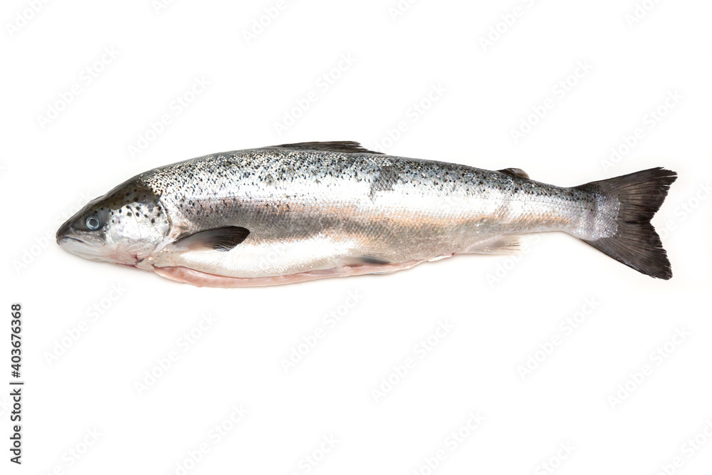 Obraz premium Whole Scottish salmon fish (1kg ) isolated on a white studio background.